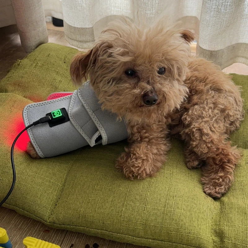 Pet Red Light Therapy Device