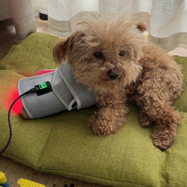Pet Red Light Therapy Device