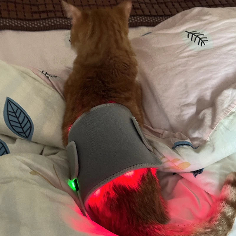 Pet Red Light Therapy Device